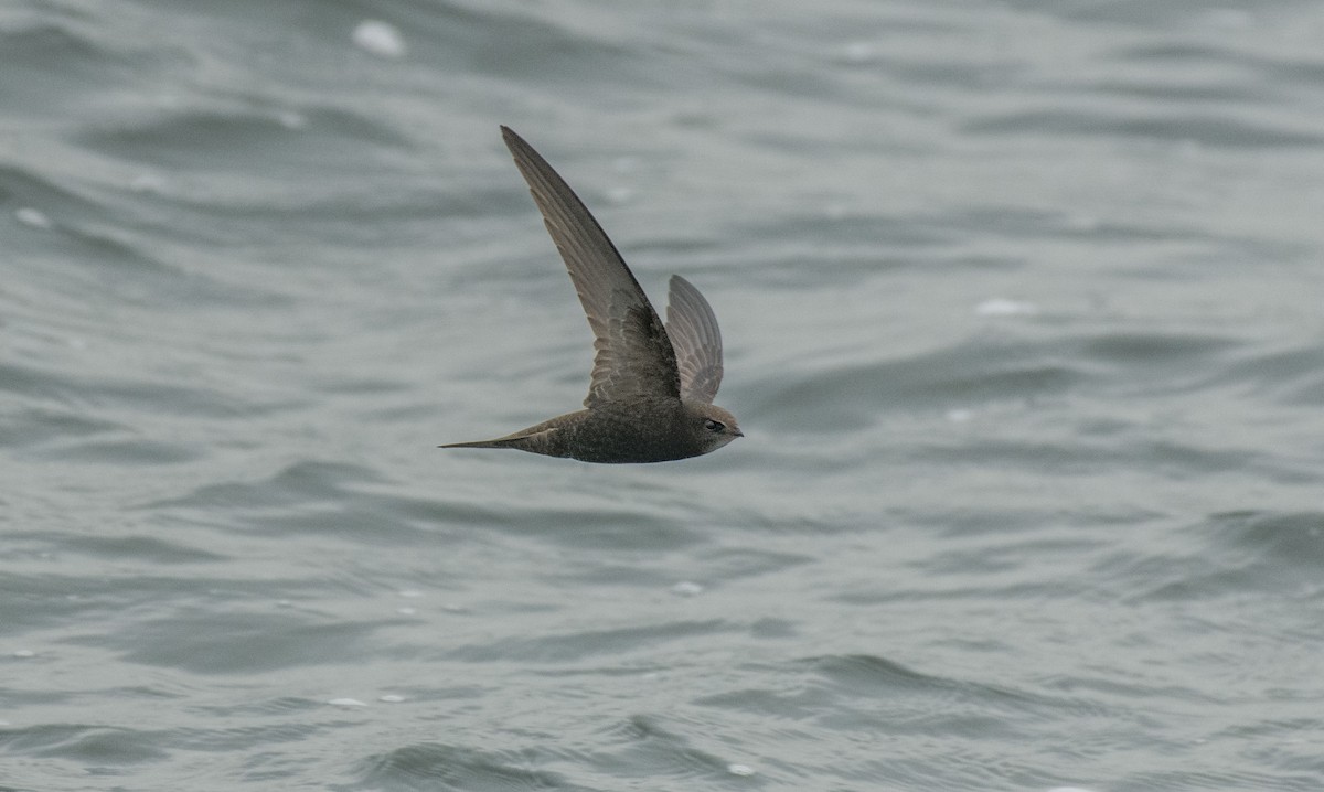 tårnseiler - ML651549902