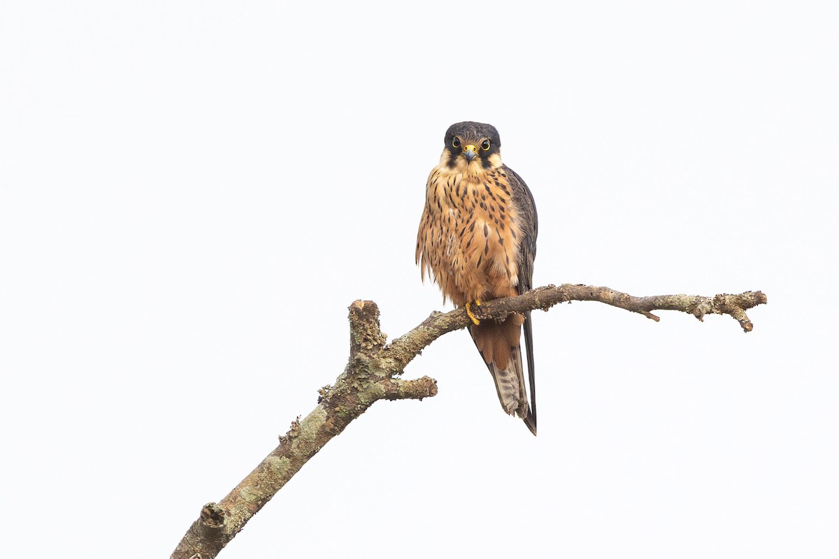 African Hobby - ML651550337
