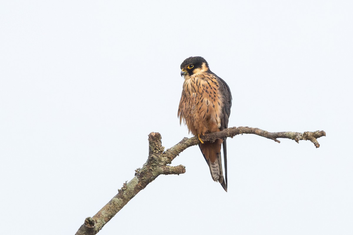 African Hobby - ML651550338