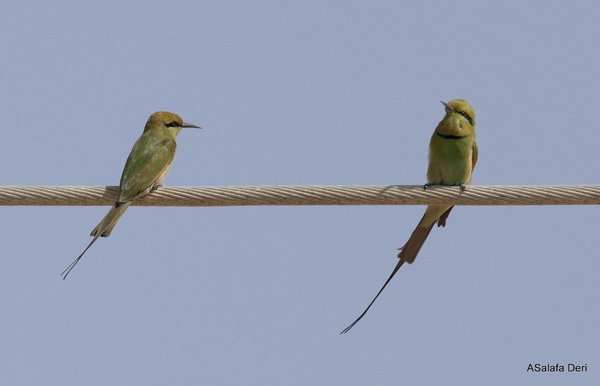 African Green Bee-eater - ML651550651