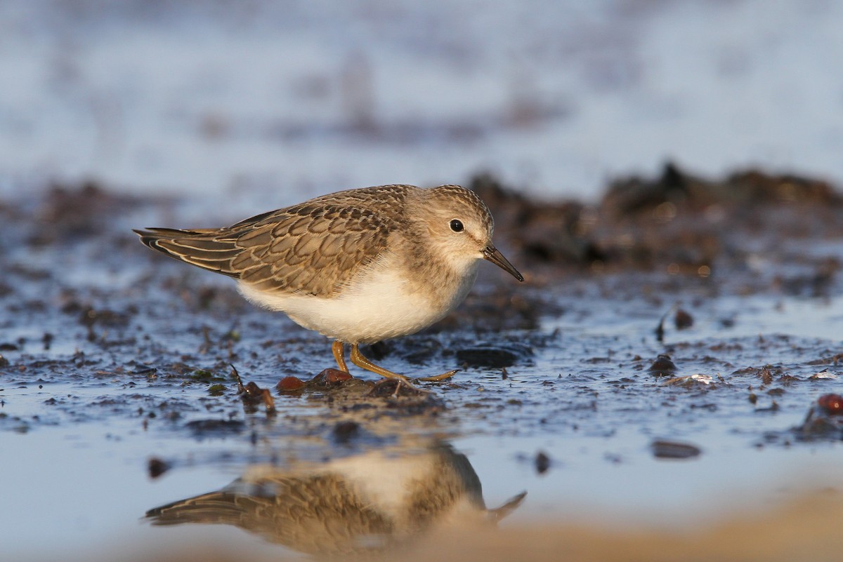 Temminck's Stint - Christoph Moning