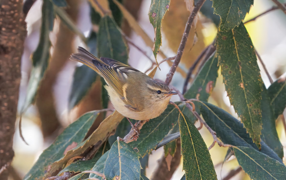 Buff-barred Warbler - ML651551067