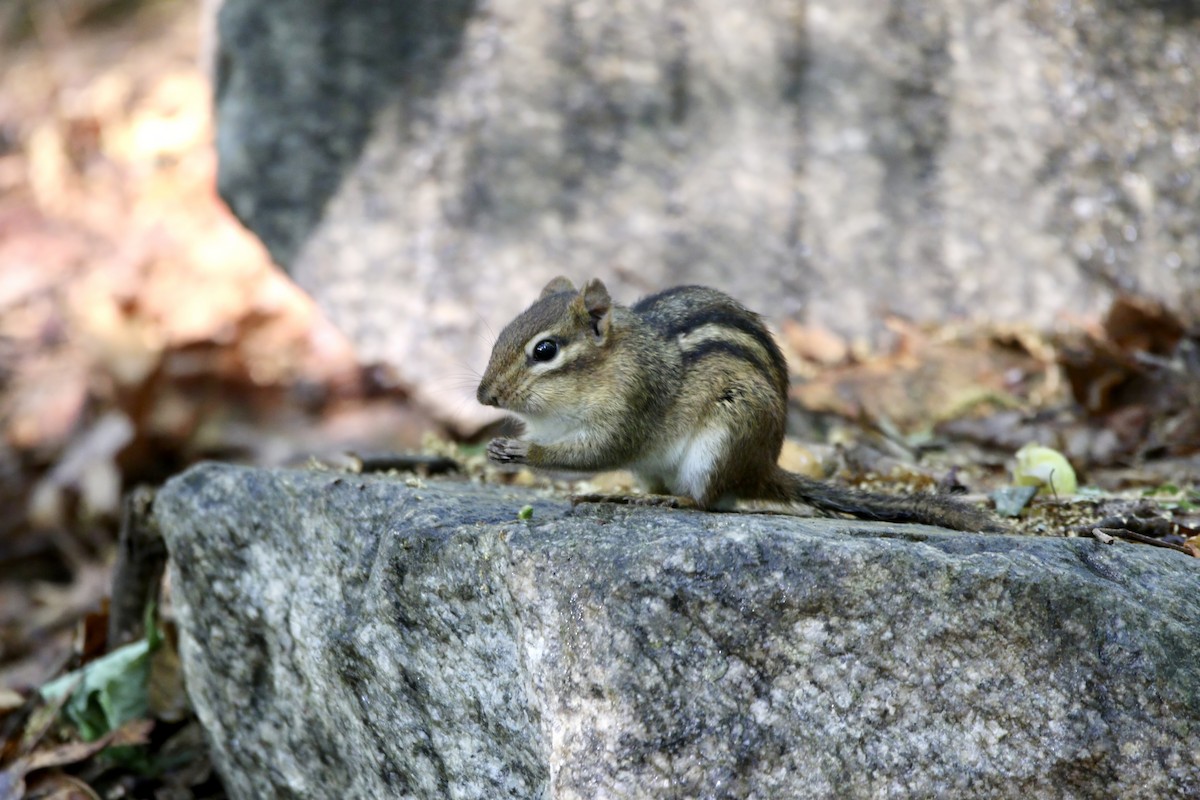 Eastern Chipmunk - ML651551089