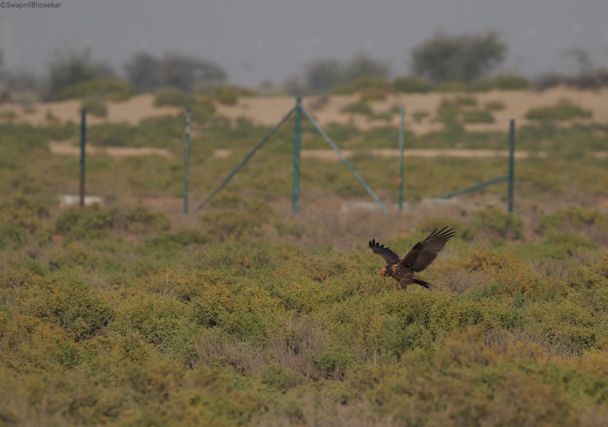 Western Marsh Harrier - ML65155121