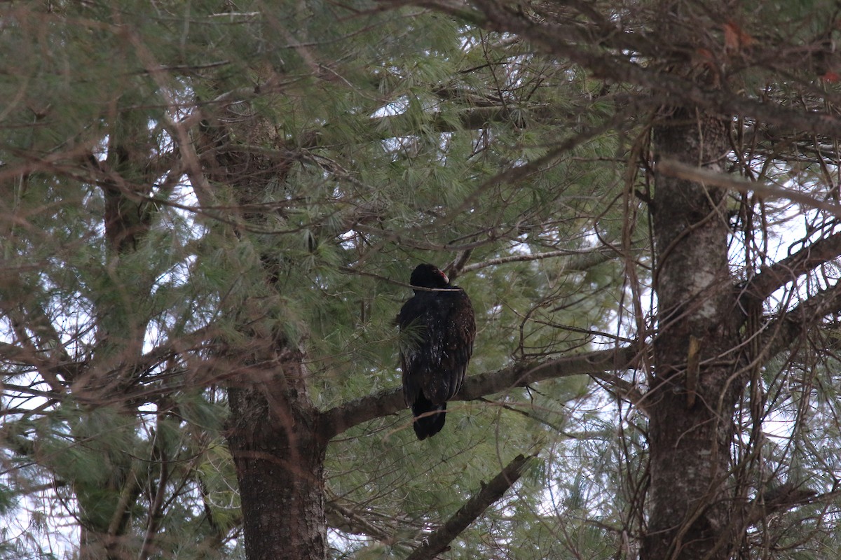 eBird Checklist - 3 Feb 2026 - Prettyboy Reservoir--Gate 4 (CCC Trail ...