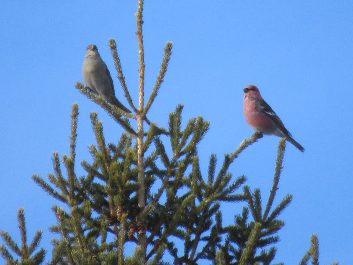 Pine Grosbeak - ML651552575