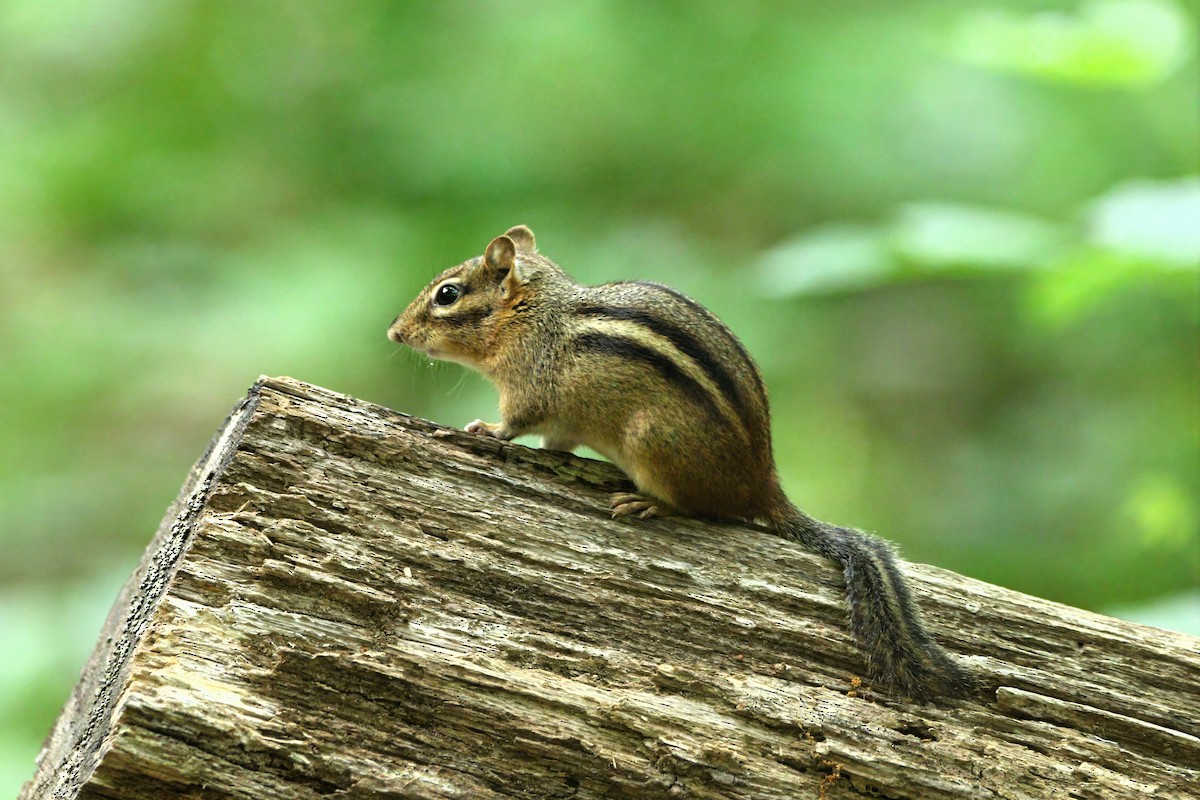 Eastern Chipmunk - ML651552604