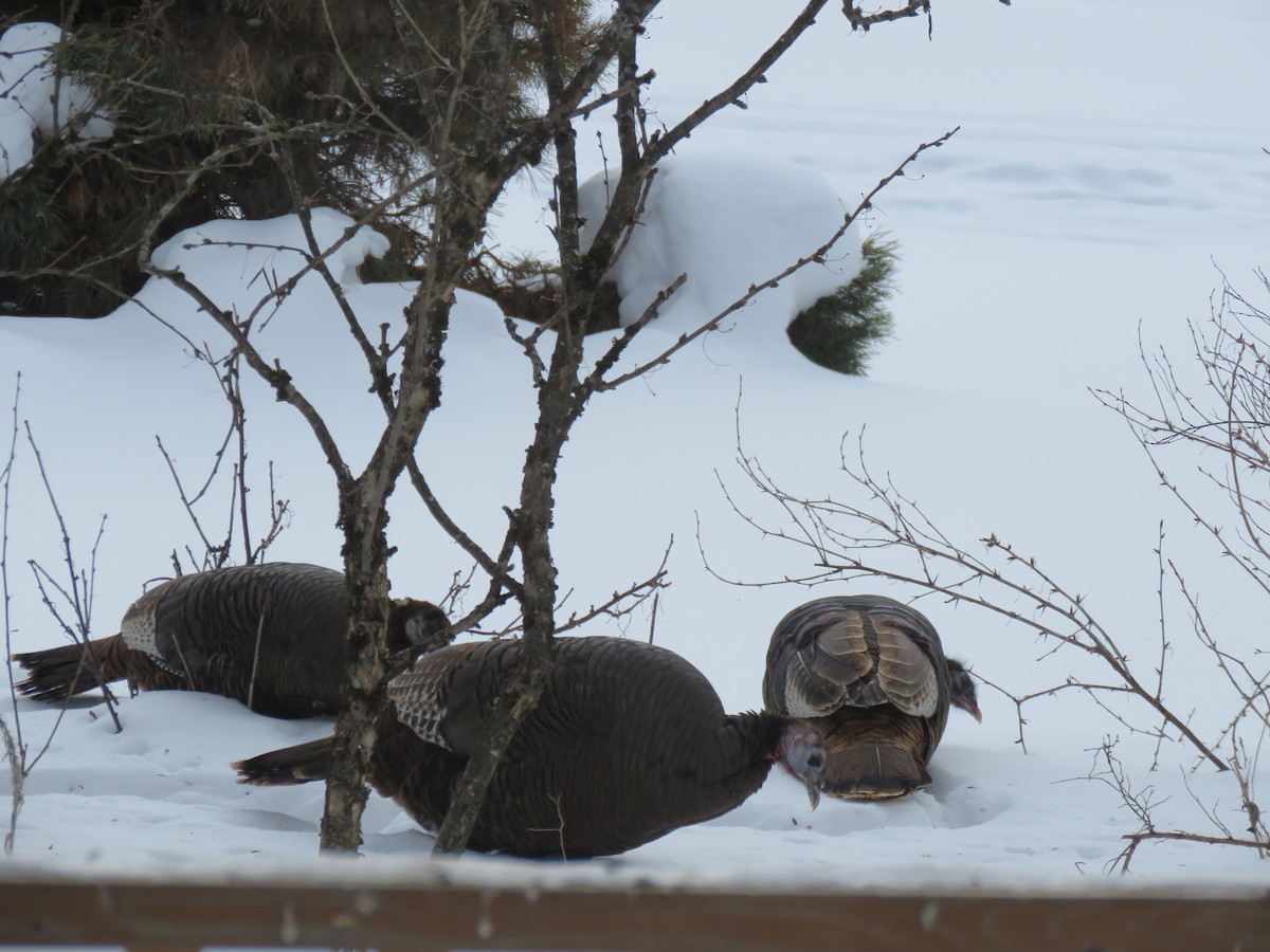 Wild Turkey - ML651553305