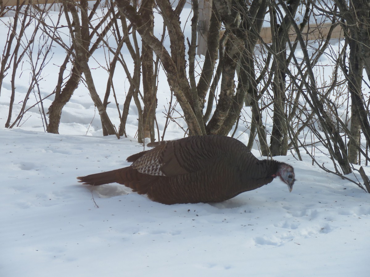 Wild Turkey - ML651553306