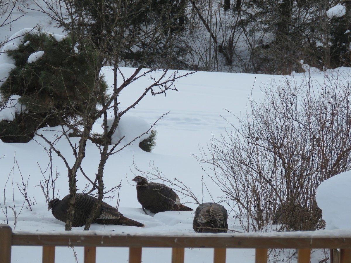 Wild Turkey - ML651553307