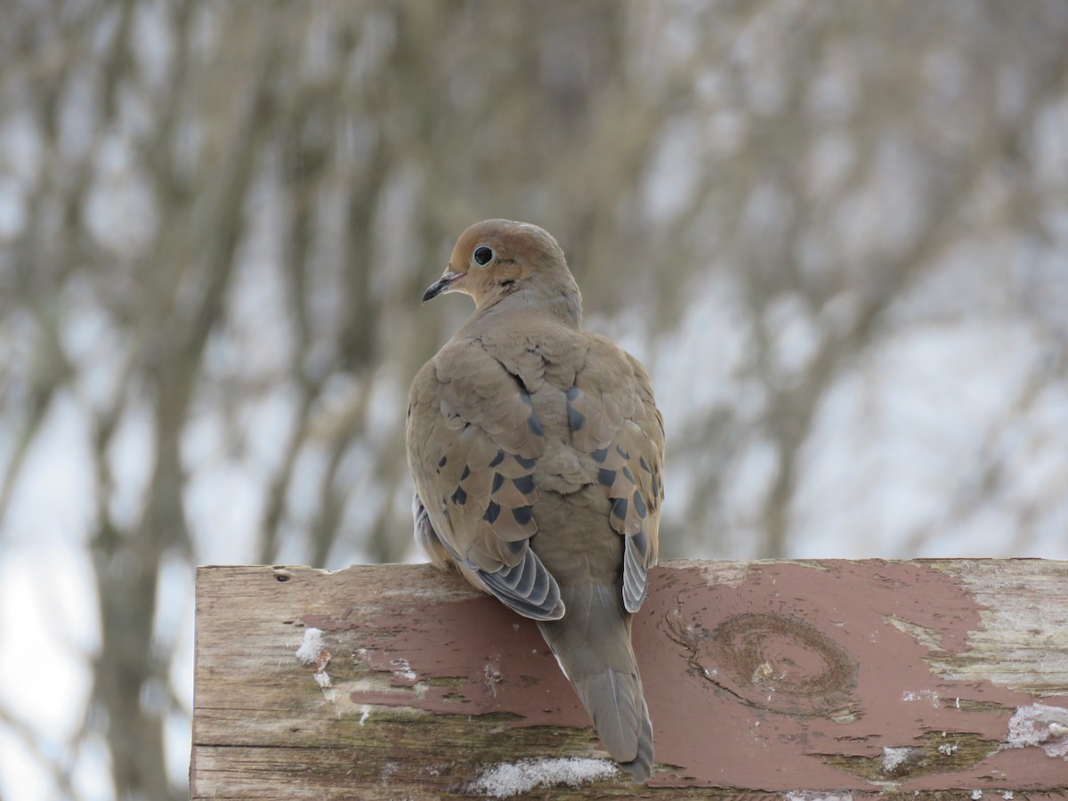 Mourning Dove - ML651553324