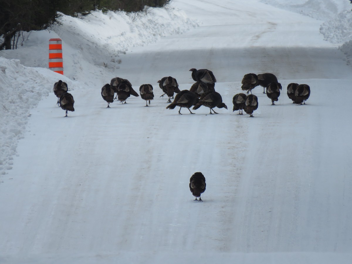 Wild Turkey - ML651553385