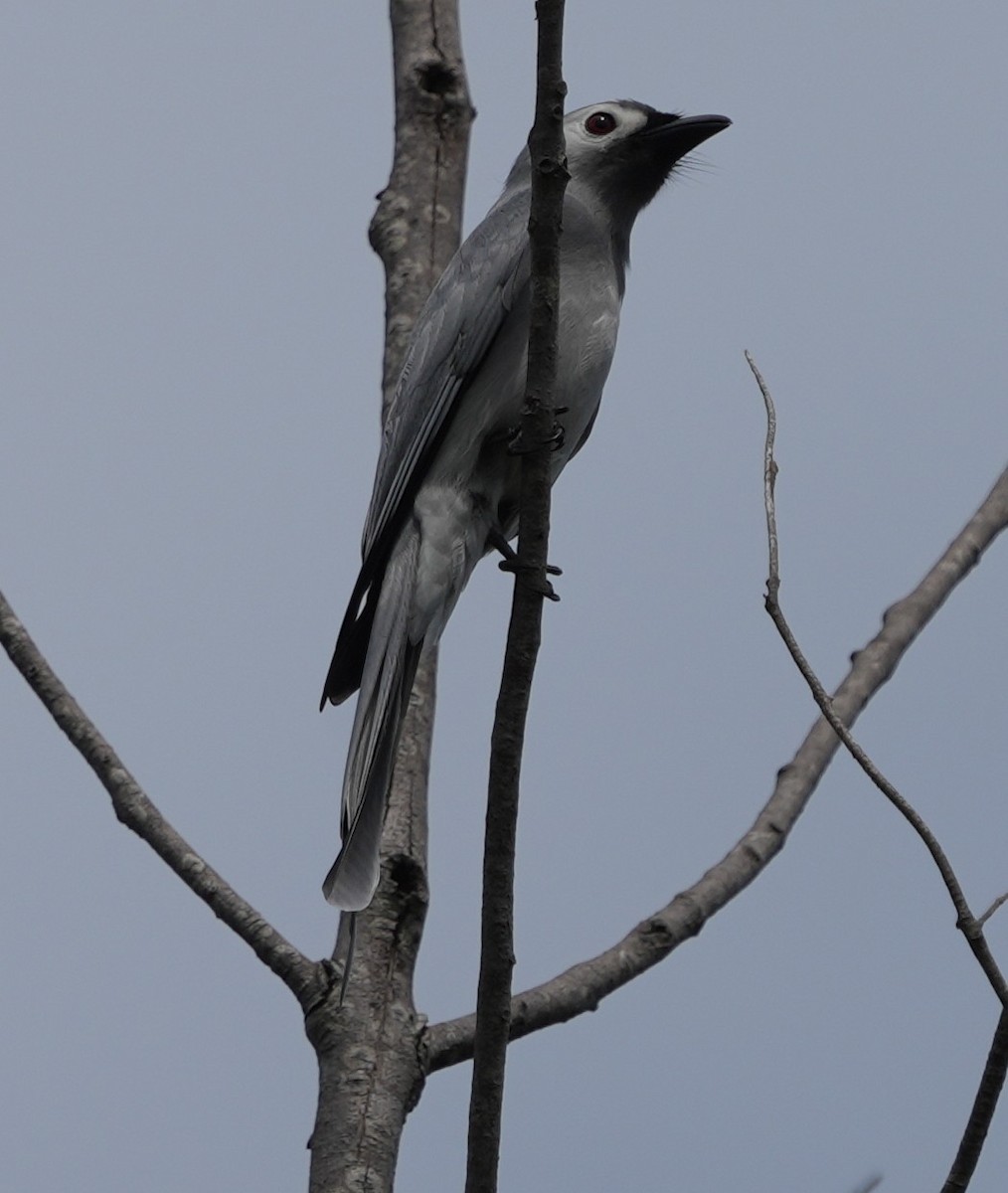 Ashy Drongo - ML651554341