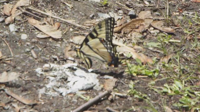 Macaoni, mormoni e affini - ML651554503