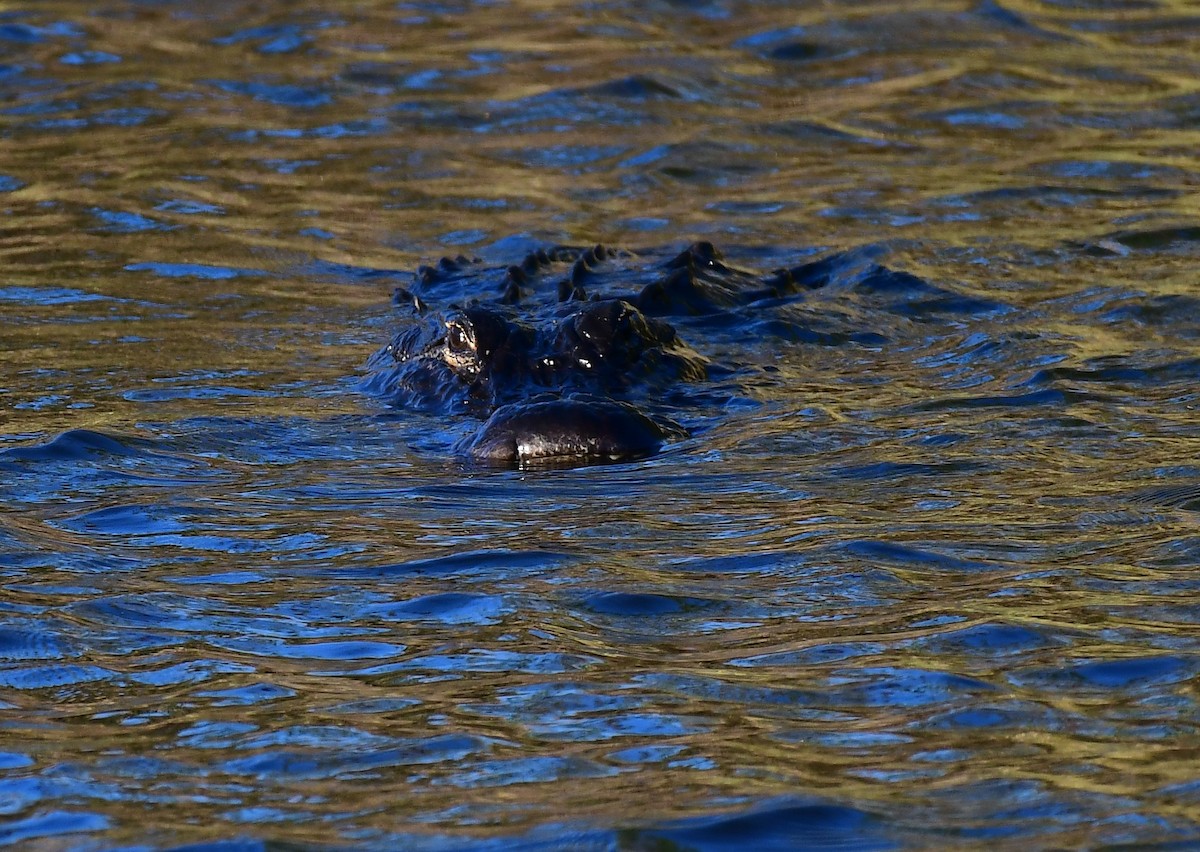 Animals - ML651554593