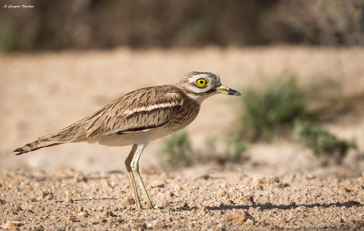 Eurasian Thick-knee - ML65155461