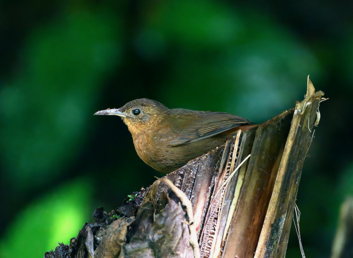 Tirahojas Mexicano - ML651554625
