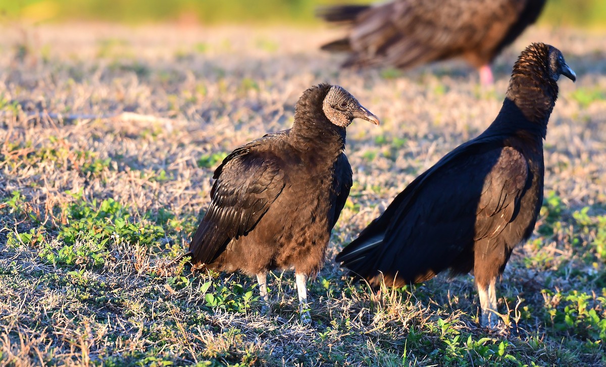 Black Vulture - ML651554626