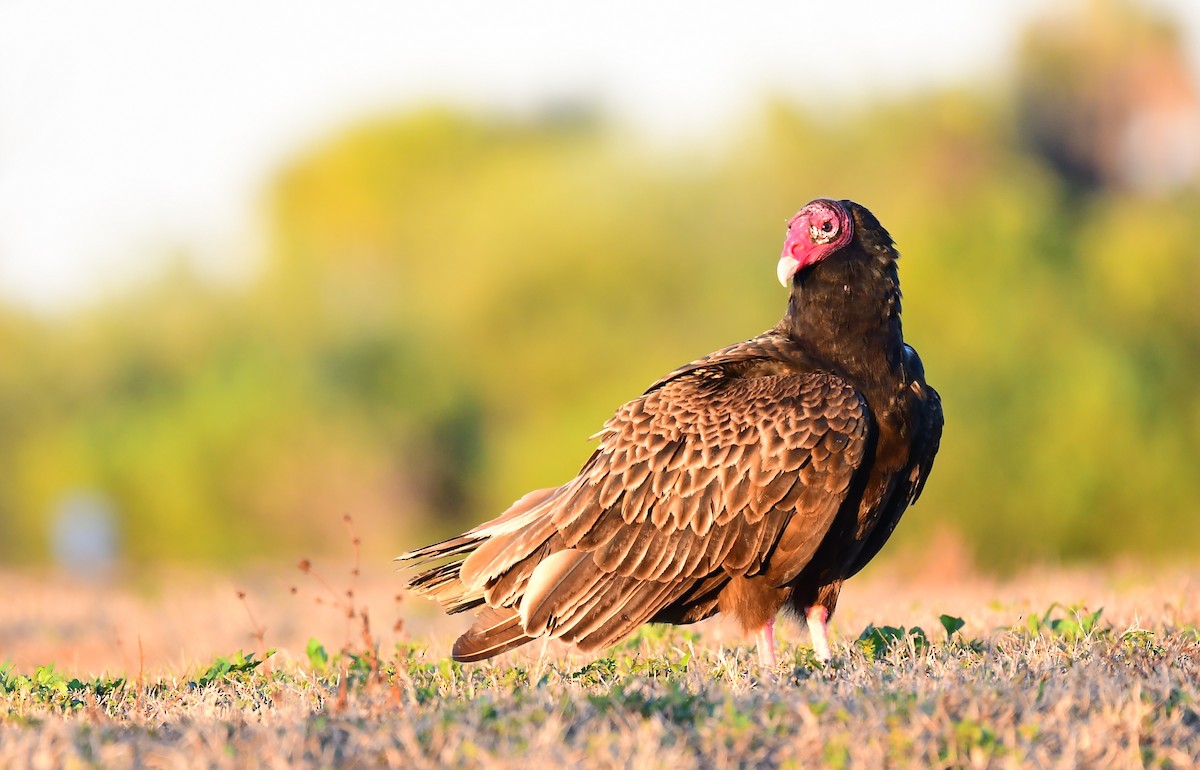 Turkey Vulture - ML651554658