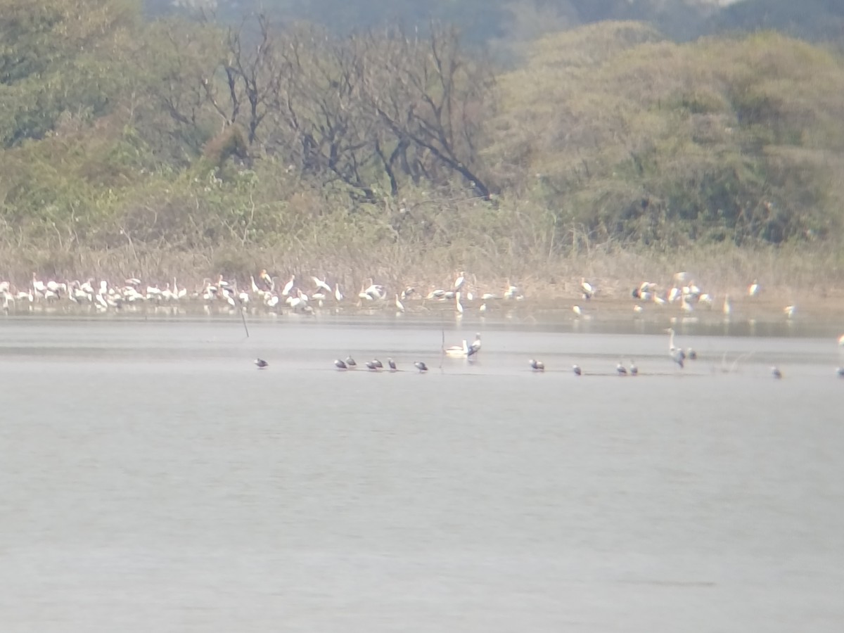 Asian Openbill - ML651554780