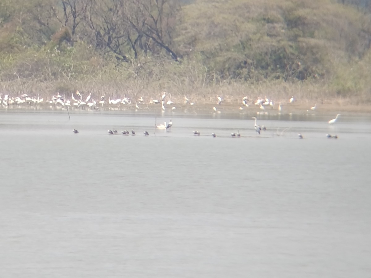 Asian Openbill - ML651554781