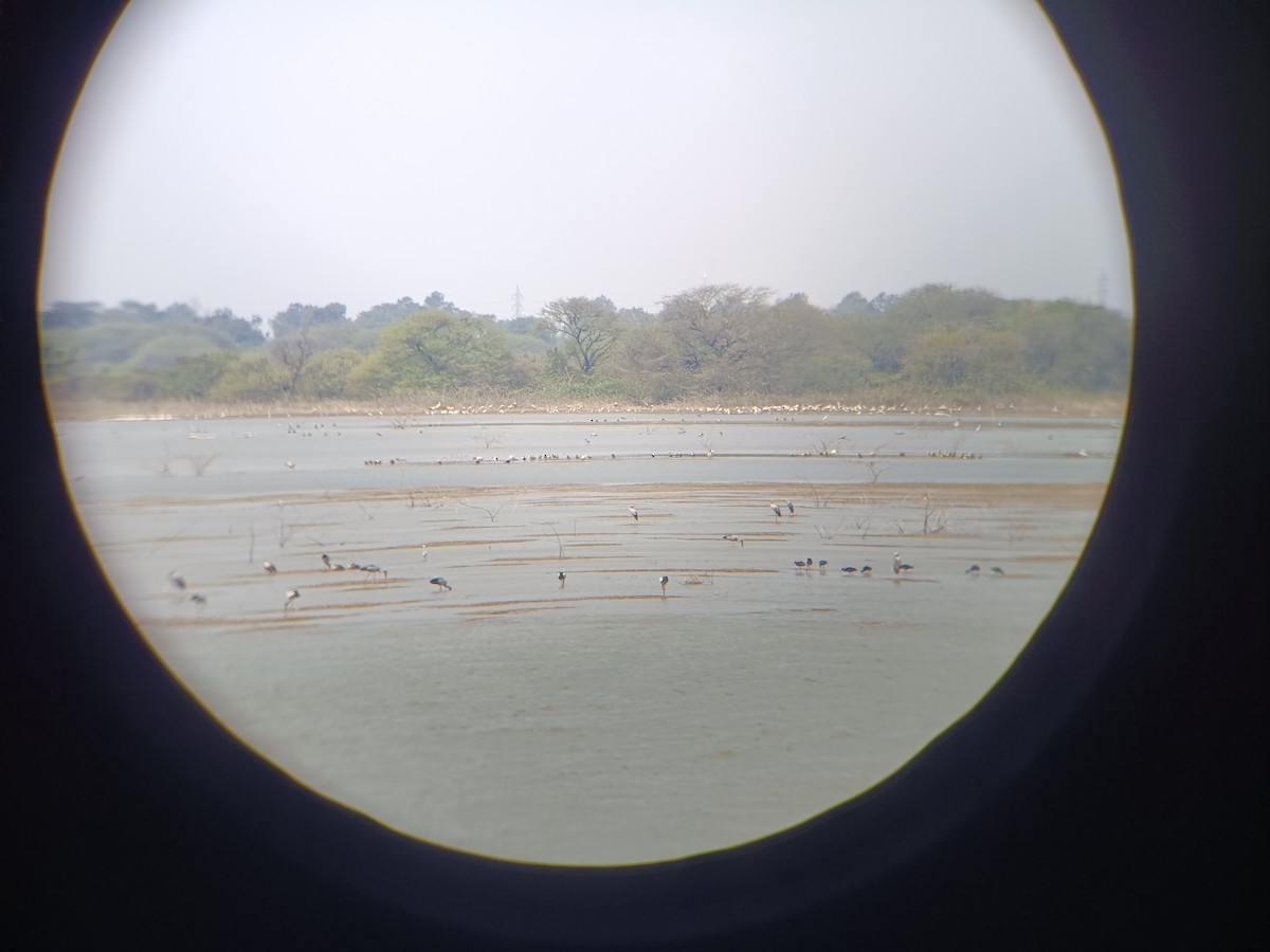 Asian Openbill - ML651554782