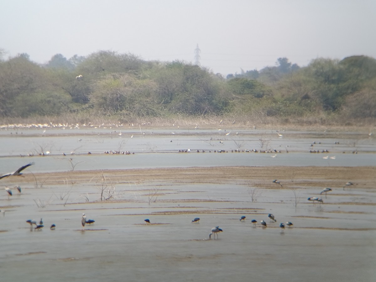 Asian Openbill - ML651554783