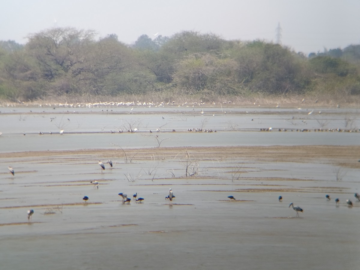 Asian Openbill - ML651554784