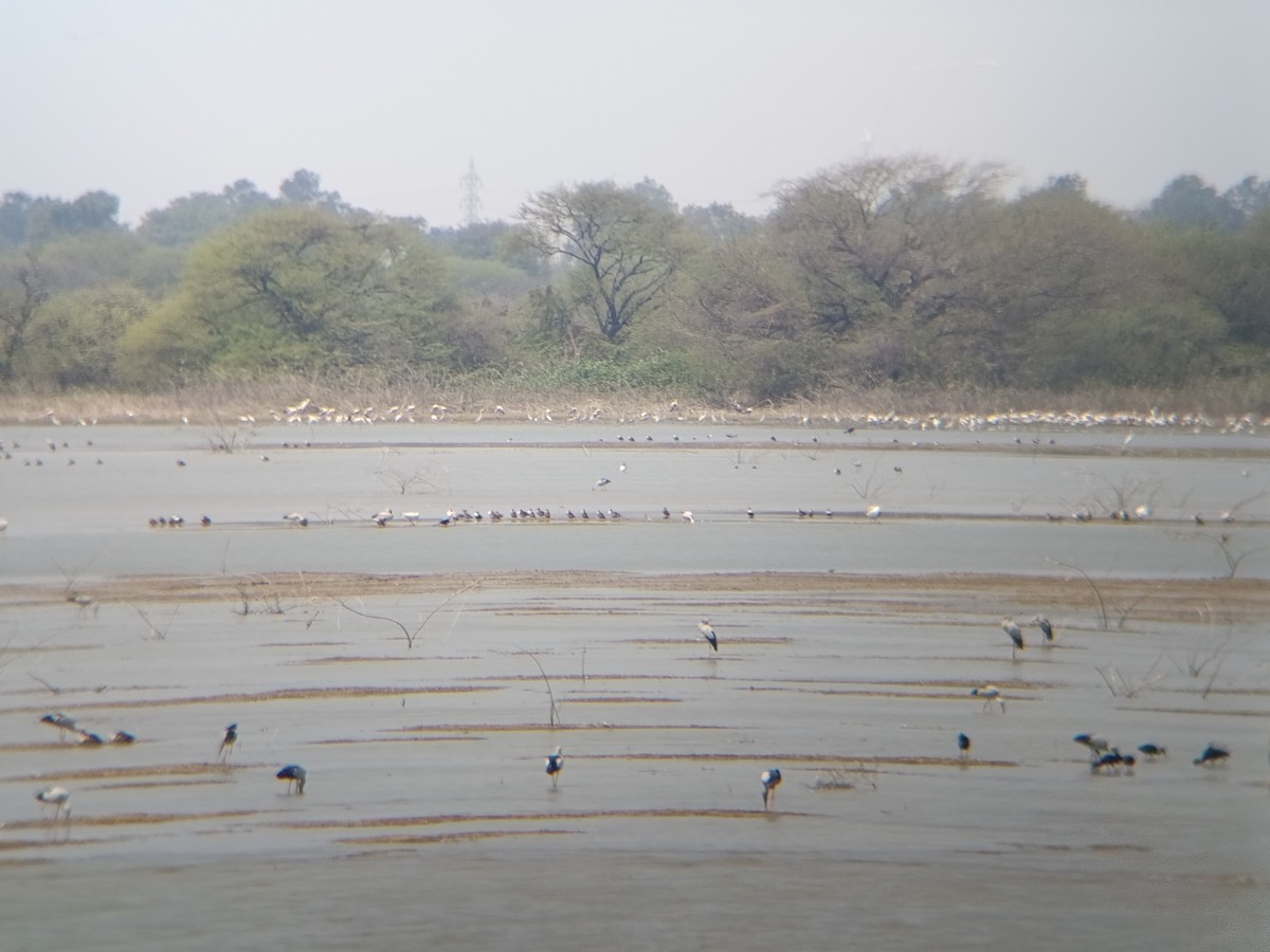 Asian Openbill - ML651554785