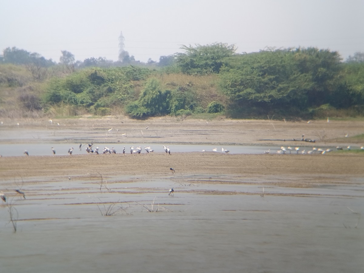 Asian Openbill - ML651554786