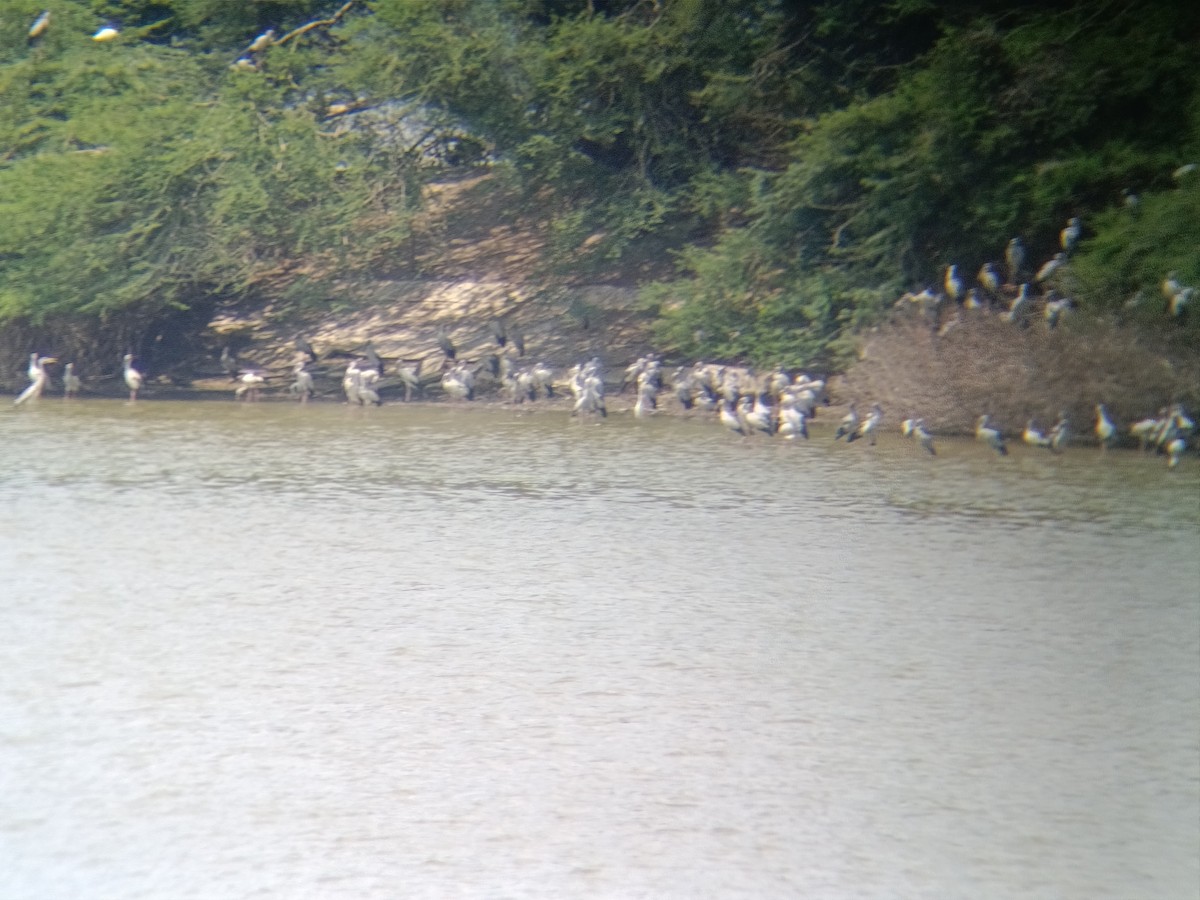 Asian Openbill - ML651554787