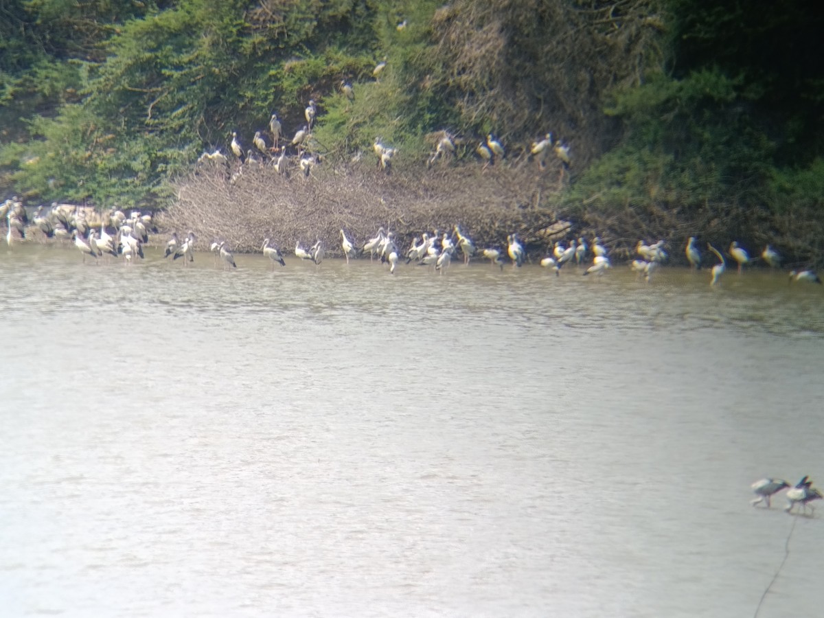 Asian Openbill - ML651554788