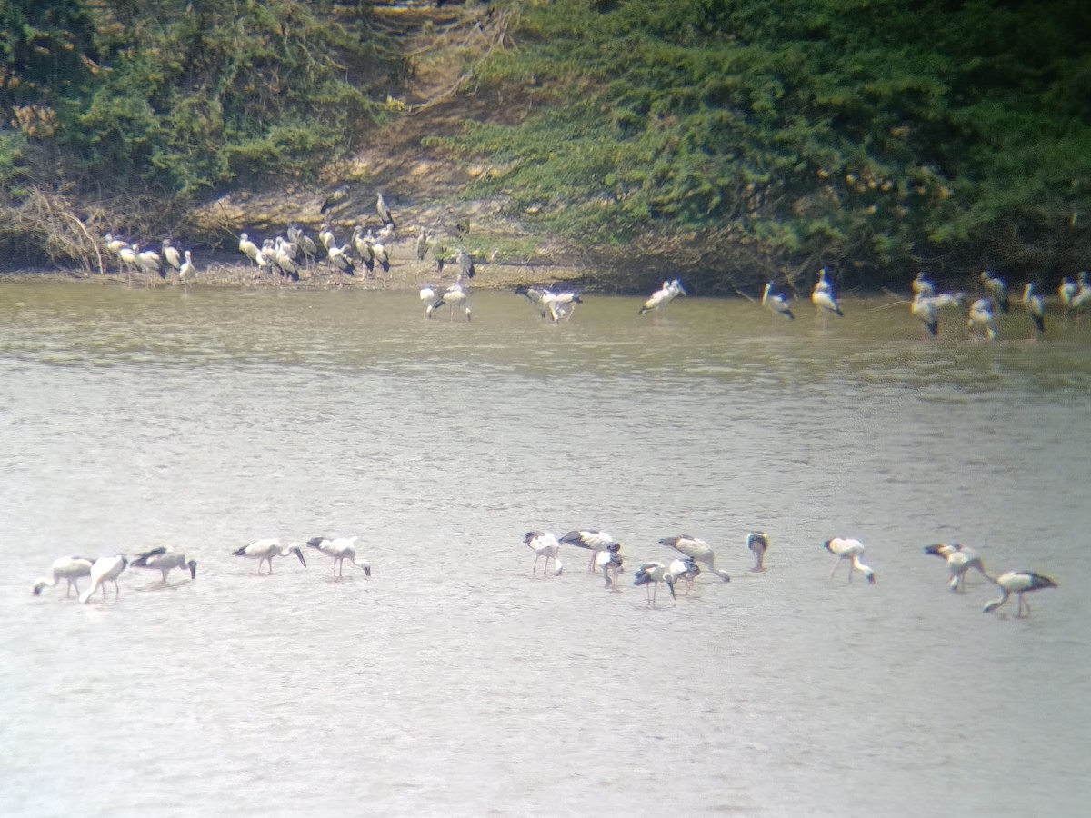 Asian Openbill - ML651554789