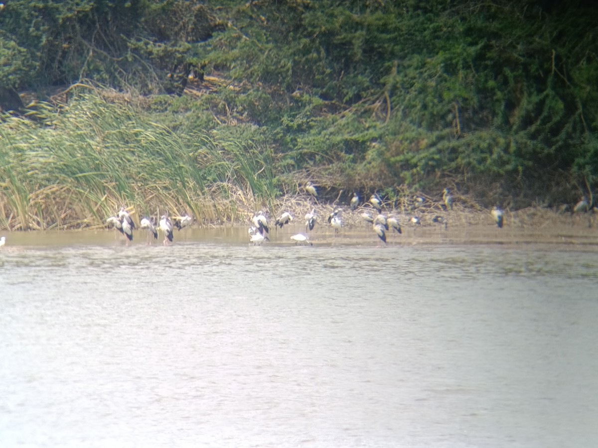 Asian Openbill - ML651554790