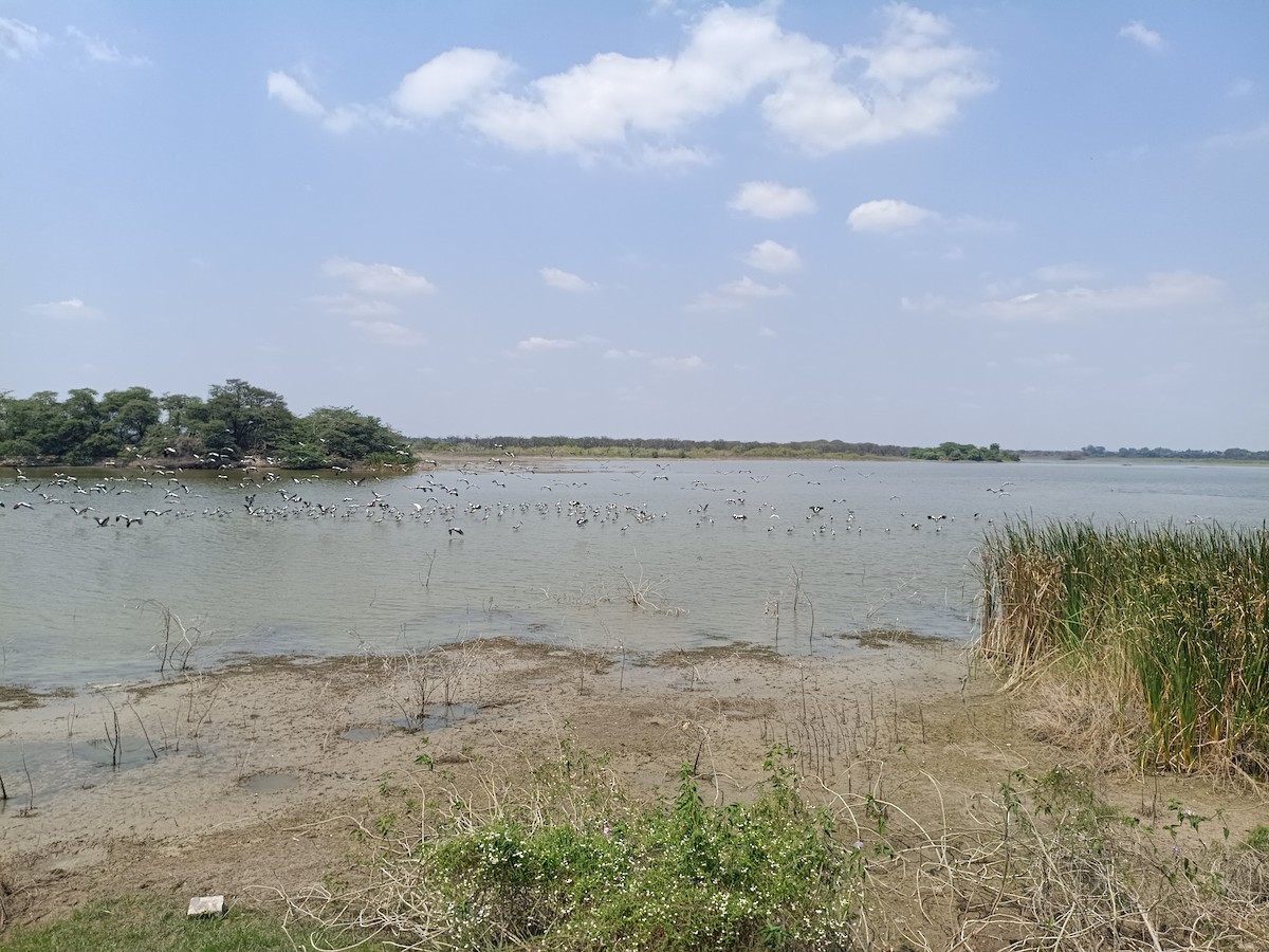 Asian Openbill - ML651554792