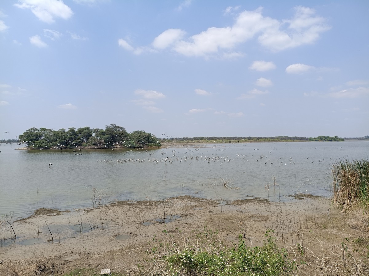 Asian Openbill - ML651554793