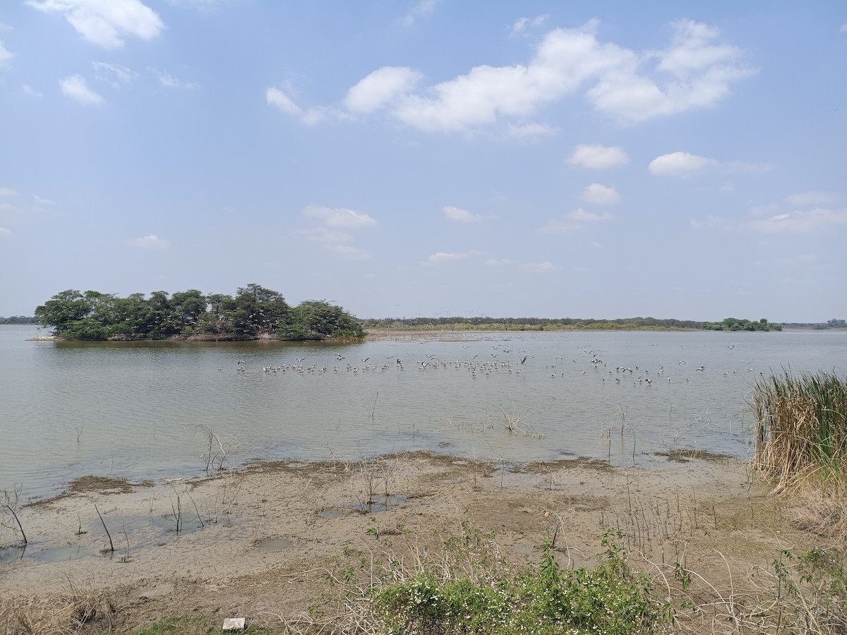 Asian Openbill - ML651554794