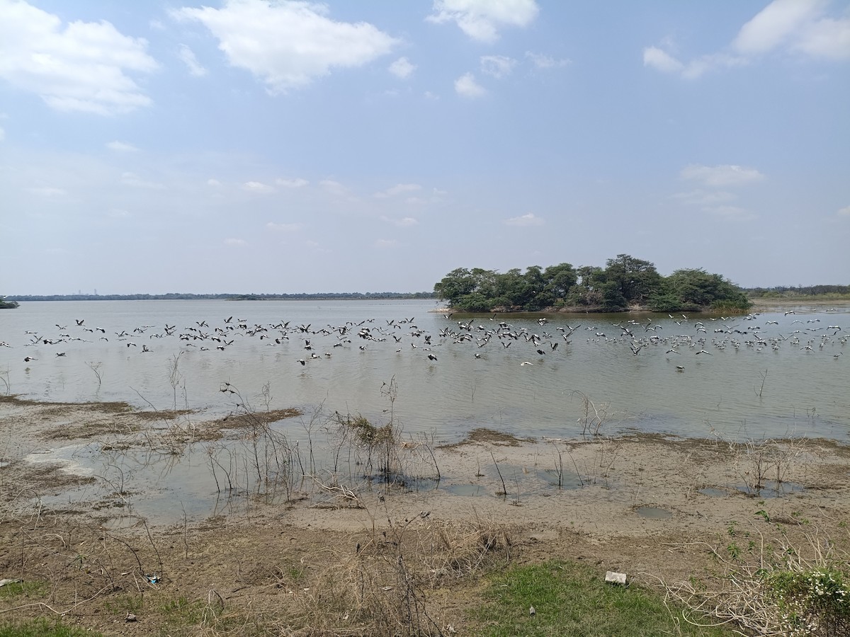 Asian Openbill - ML651554801