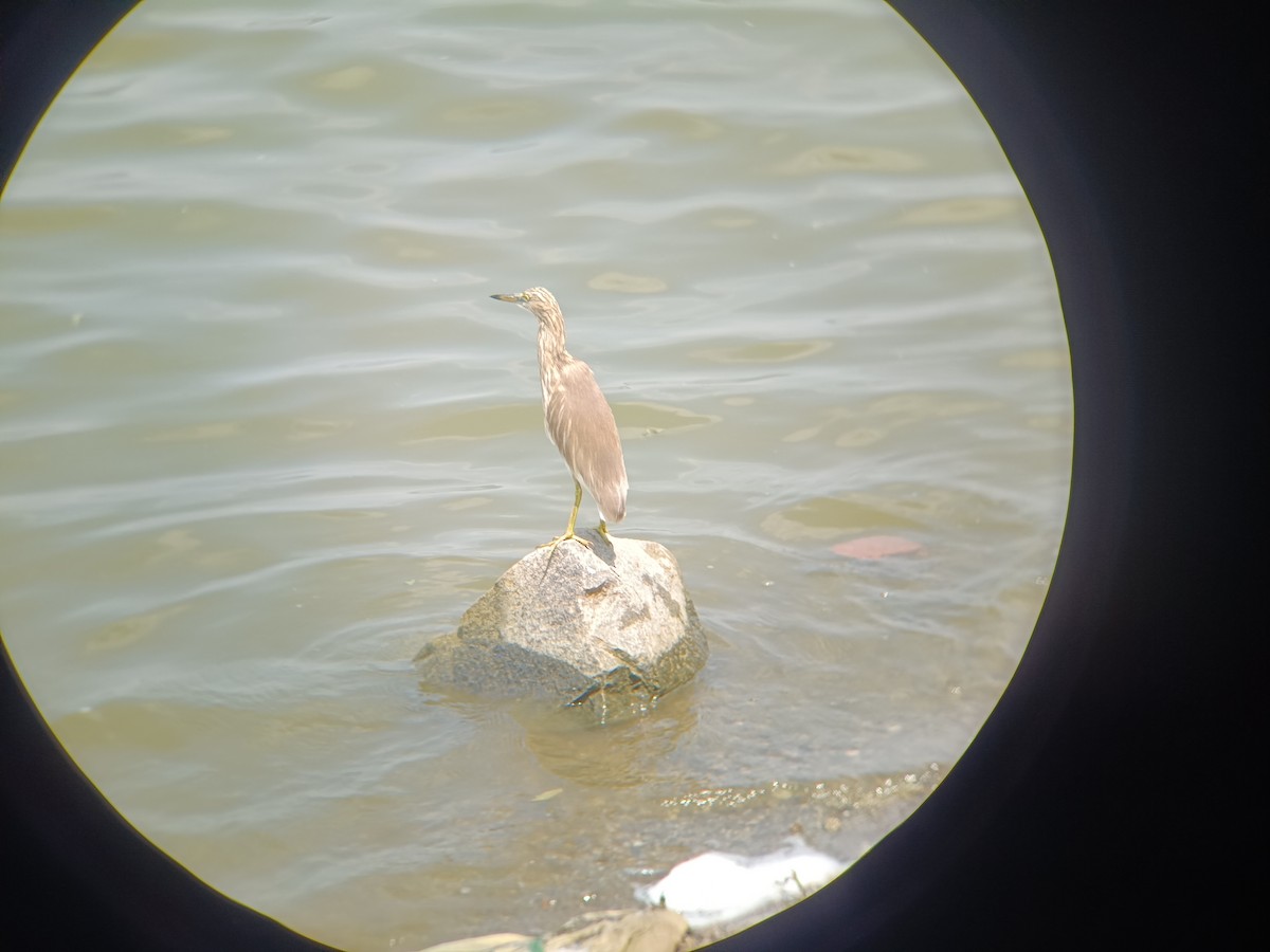 Indian Pond-Heron - ML651554878