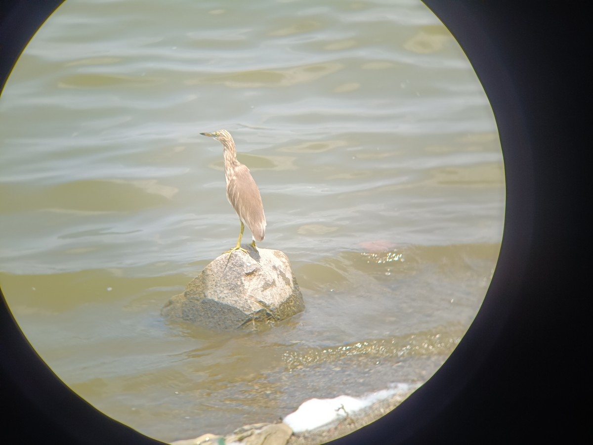Indian Pond-Heron - ML651554879