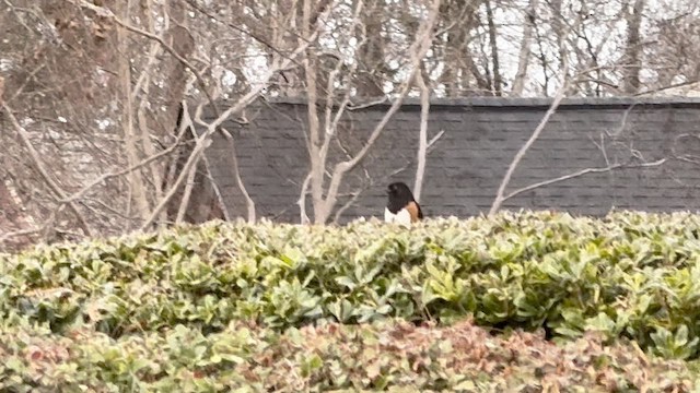 Eastern Towhee - ML651555038