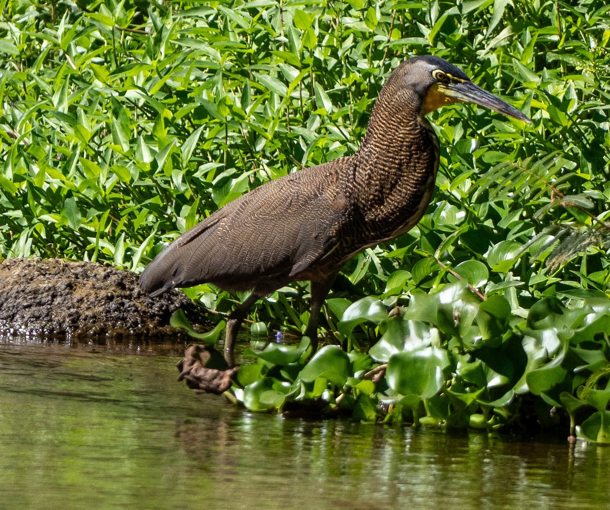 Nacktkehlreiher - ML651555056