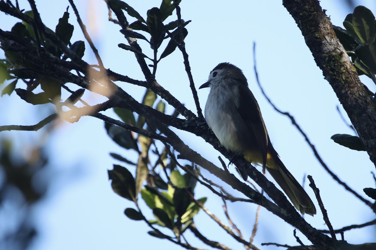 hvitfjesbylbyl - ML651555311