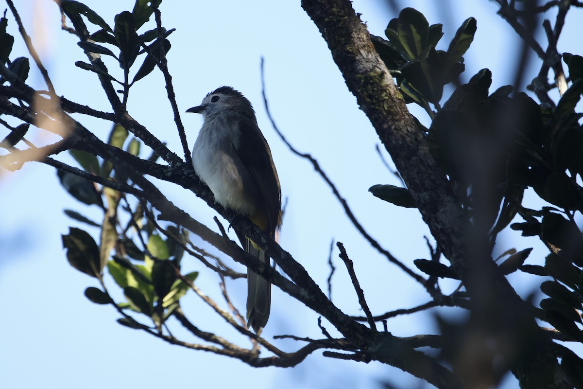 hvitfjesbylbyl - ML651555312