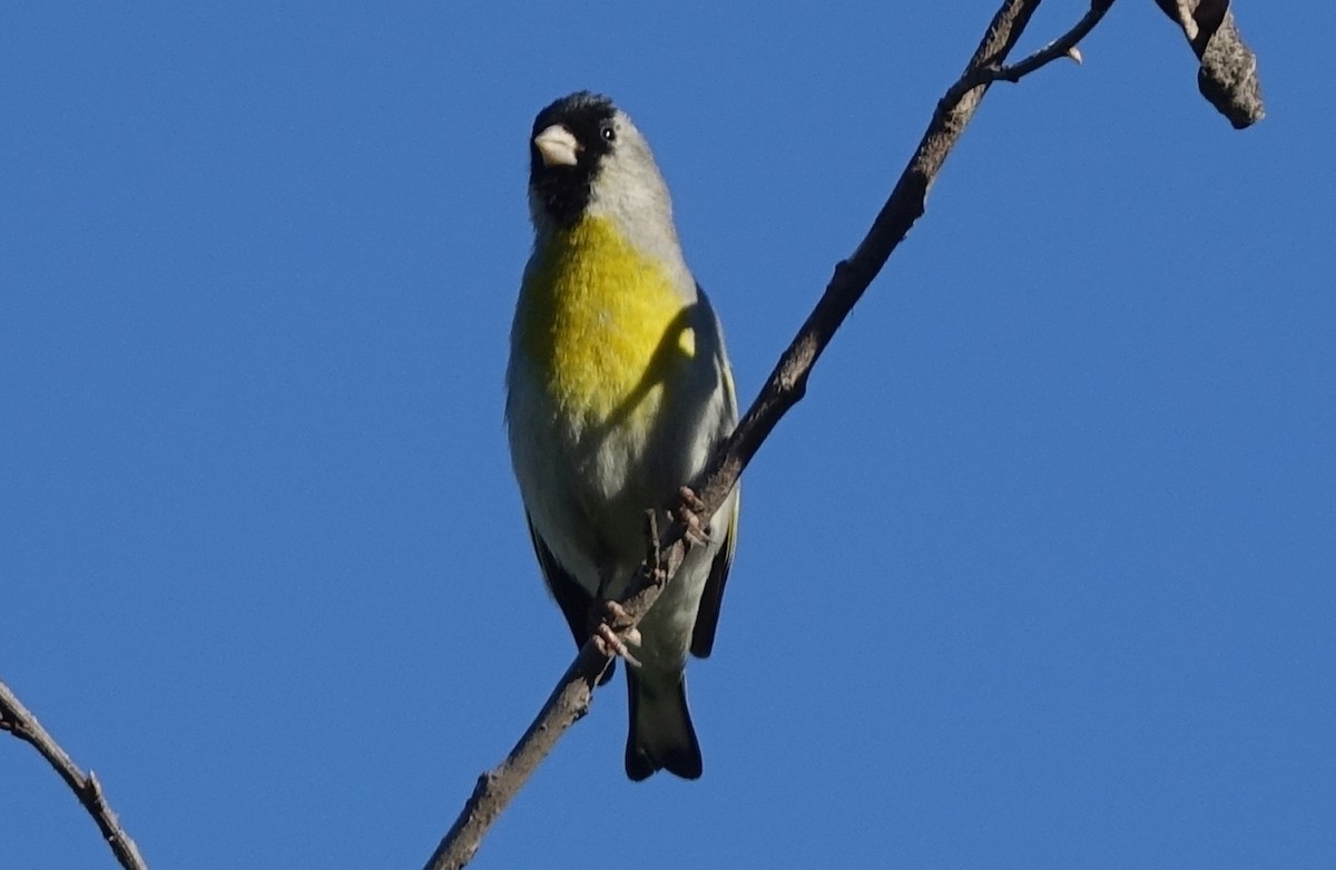 Lawrence's Goldfinch - ML65155551