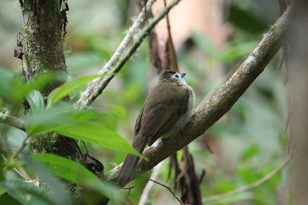 hvitfjesbylbyl - ML651555618