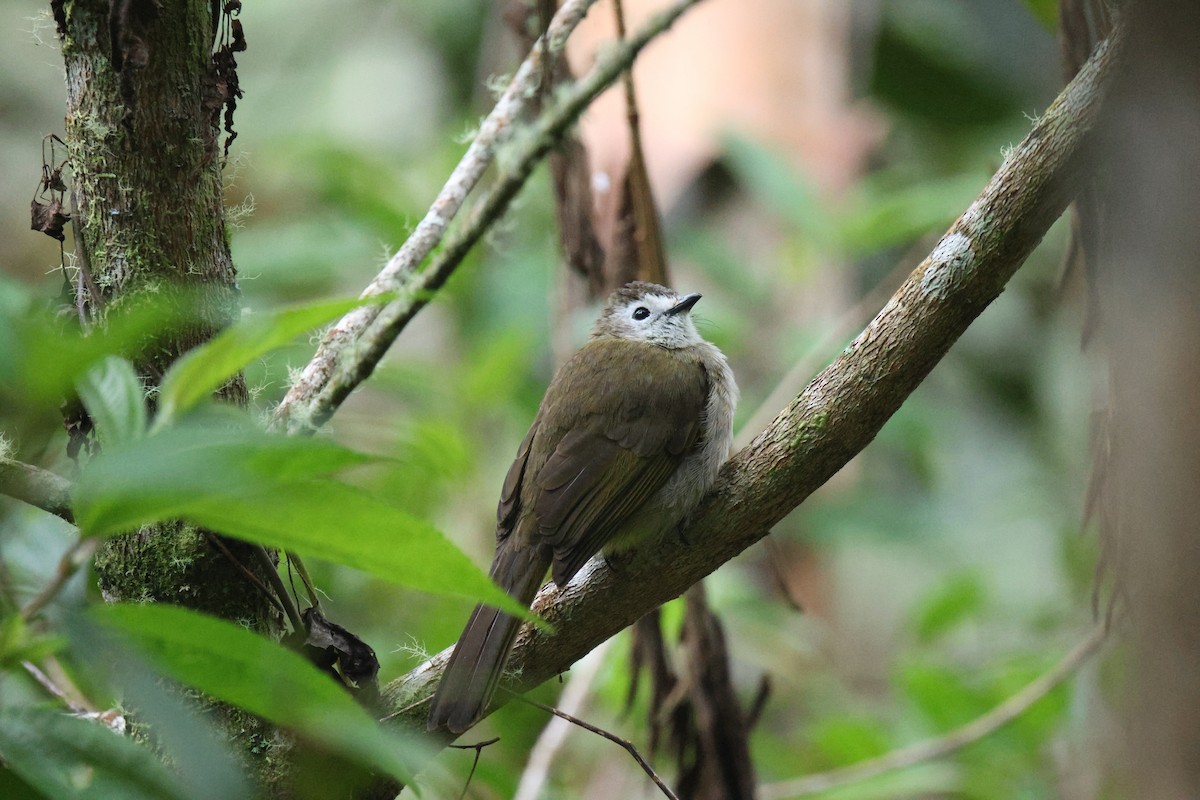 hvitfjesbylbyl - ML651555619