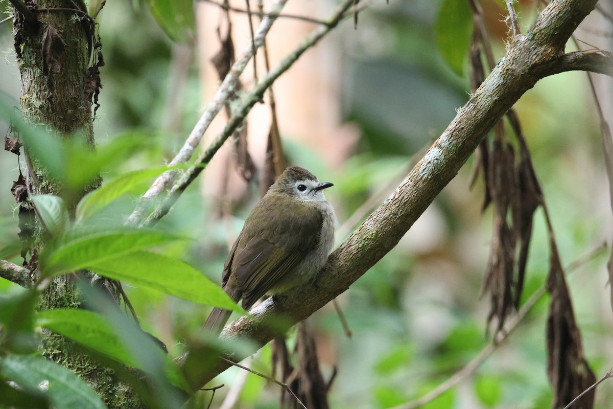 hvitfjesbylbyl - ML651555620