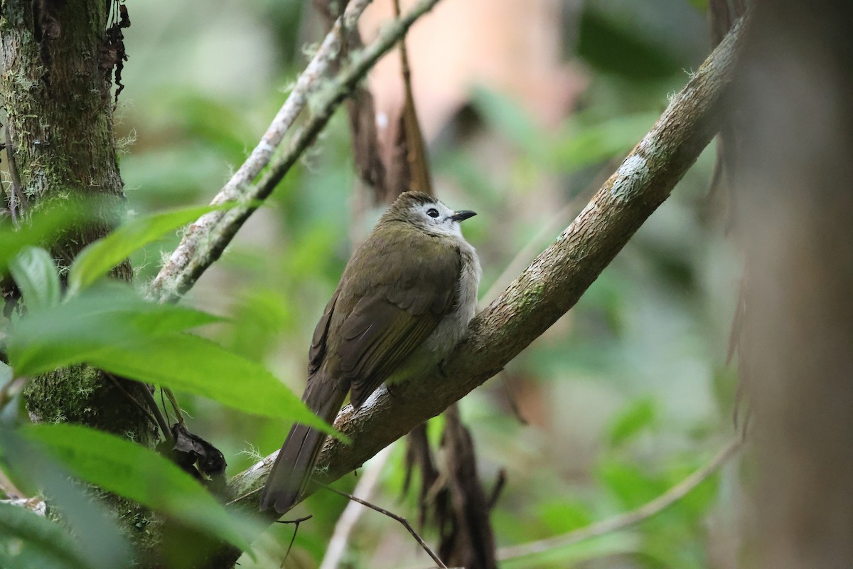 hvitfjesbylbyl - ML651555621