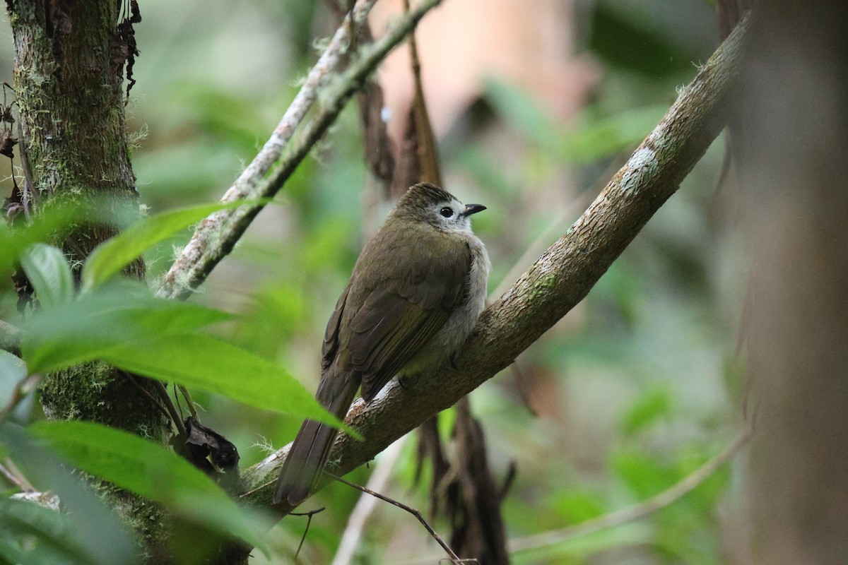 hvitfjesbylbyl - ML651555622